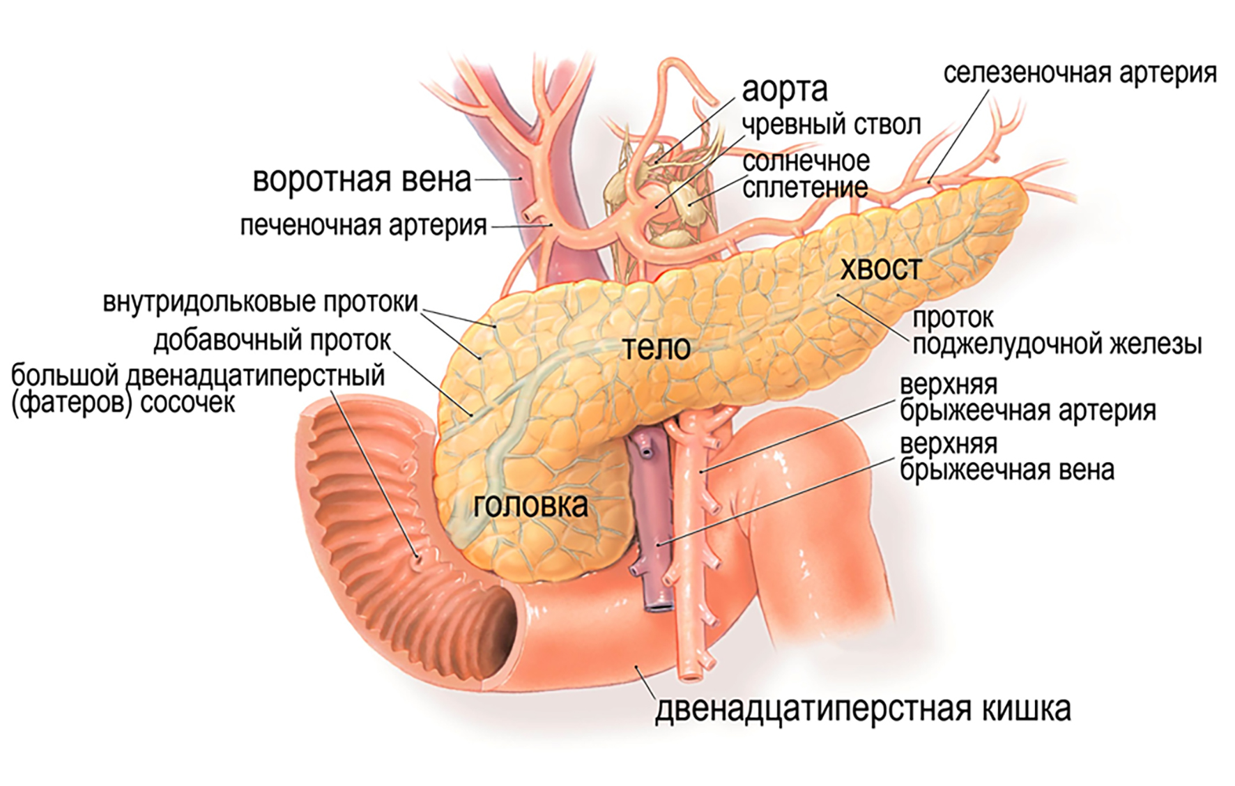 почему болит живот после большого члена фото 69