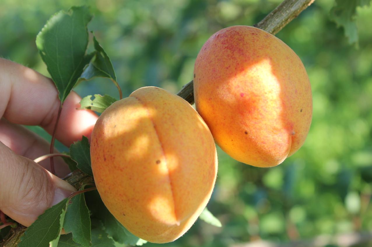 абрикос при панкреатите можно кушать